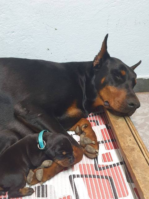Doberman štenci